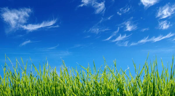 Grama Verde Céu — Fotografia de Stock