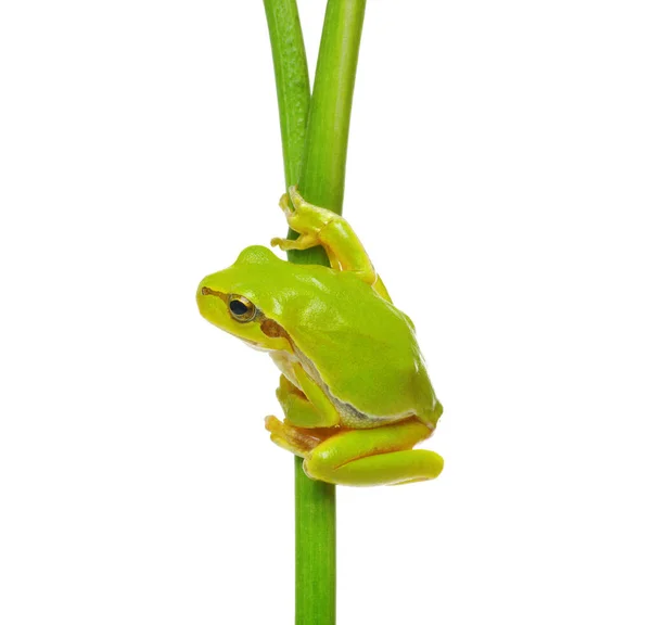 Sapo Árvore Sentado Uma Planta Verde Isolada Fundo Branco — Fotografia de Stock