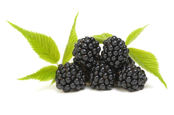 Blackberries Leaves Isolated White Background — Stock Photo, Image