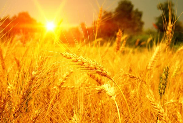 Weizenfeld Der Sonne Ernte Und Ernährungskonzept — Stockfoto