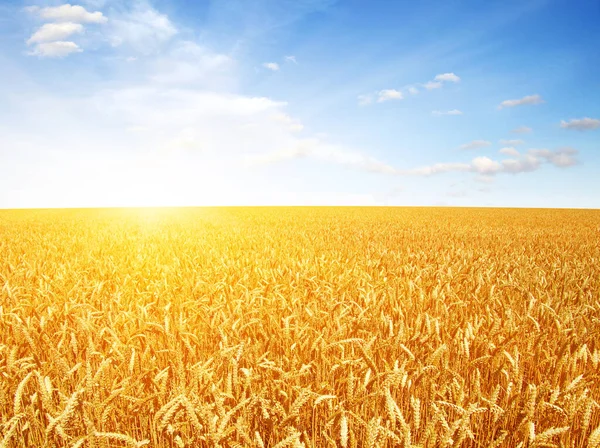 Goldener Weizen Flog Bei Sonnenuntergang Ländliches Land — Stockfoto