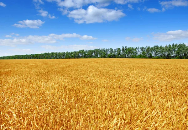 Campo Trigo Dourado Com Céu Azul Fundo — Fotografia de Stock