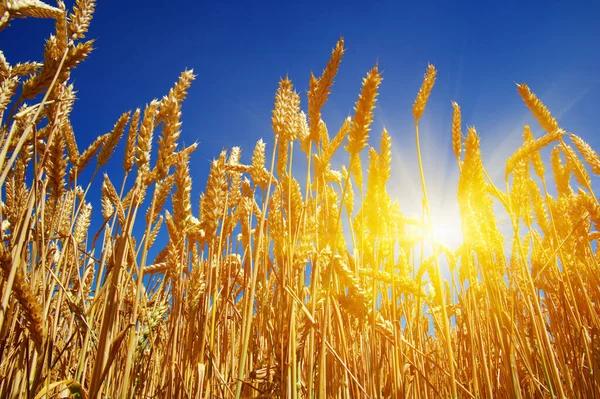 Пшеница Солнце Небе — стоковое фото