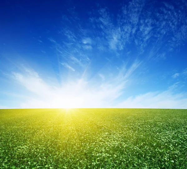 Groen Veld Blauwe Lucht Met Wolken — Stockfoto