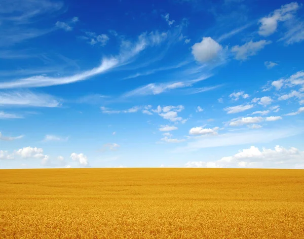 Gyllene Vete Fält Med Blå Himmel Bakgrunden — Stockfoto