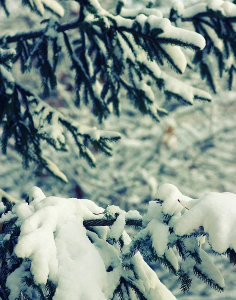 Ramos Abeto Cobertos Neve Inverno — Fotografia de Stock