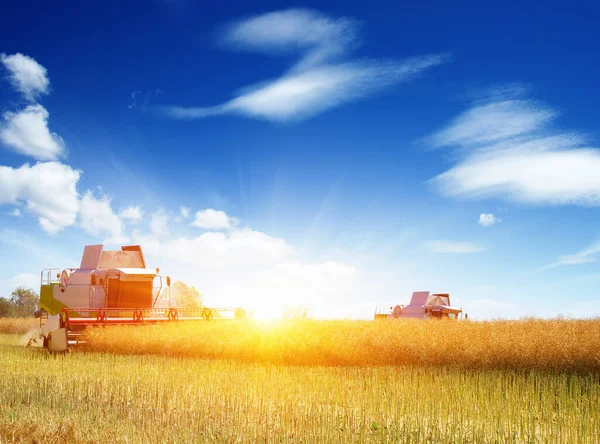 Harvester harvests. Combine working in field.