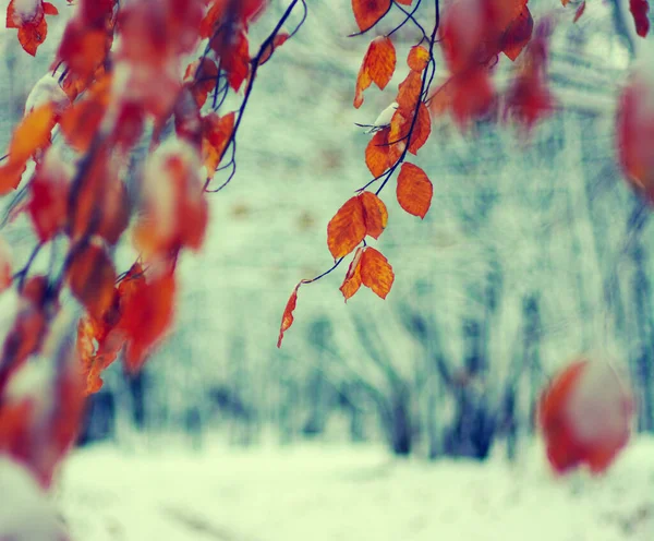 Folhas Amarelas Neve Final Outono Início Inverno Desfocado Natureza Fundo — Fotografia de Stock