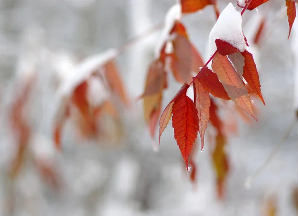 Žluté Listy Sněhu Pozdě Podzim Začátkem Zimy Rozmazané Přírodní Pozadí — Stock fotografie