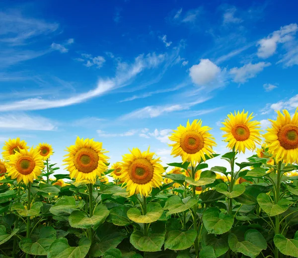 Sunflowers Field Sky Background — Stock Photo, Image