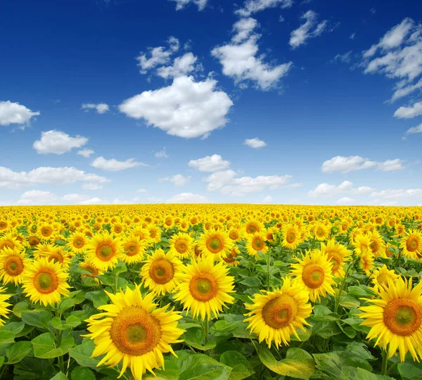 Sonnenblumen Feld Himmel Hintergrund — Stockfoto