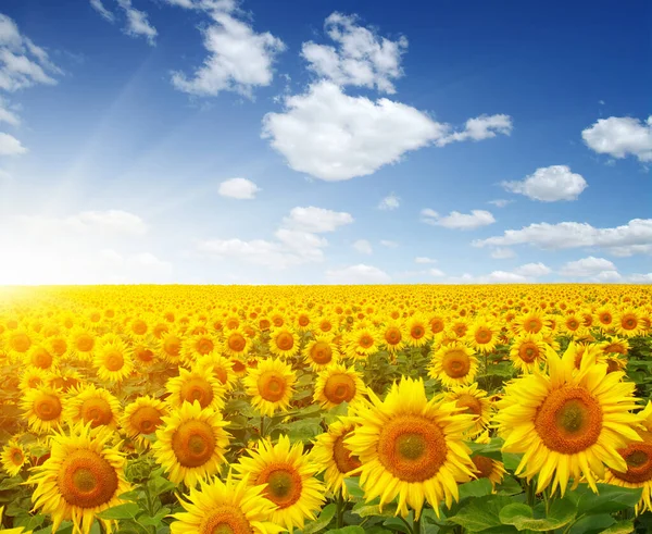 Feld Aus Sonnenblumen Und Sonne — Stockfoto