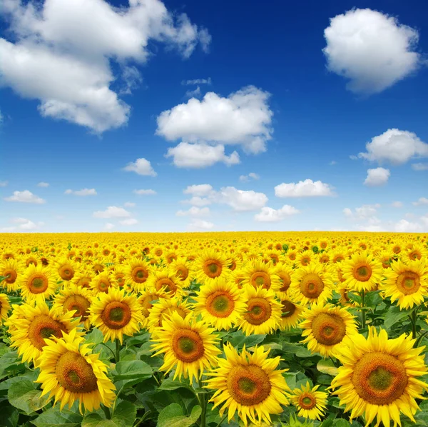 Champ Tournesols Sur Fond Ciel — Photo