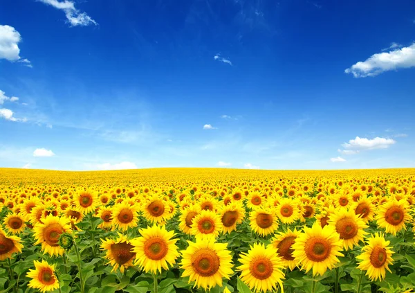 Sonnenblumen Feld Himmel Hintergrund — Stockfoto