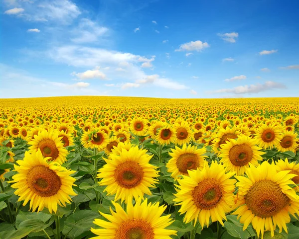 Campo Girasoli Sfondo Cielo — Foto Stock