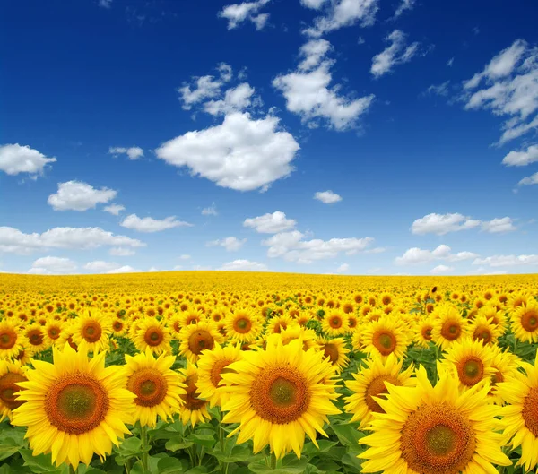 Sunflowers Field Sky Background — Stock Photo, Image