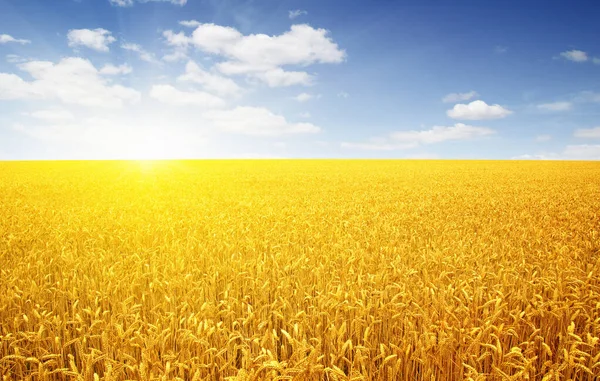 Weizenfeld Und Sonne Der Sonne — Stockfoto