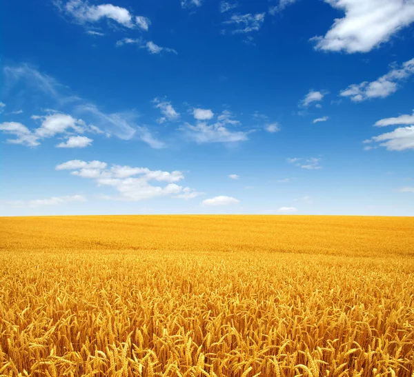 Buğday Tarlası Beyaz Bulutlar — Stok fotoğraf