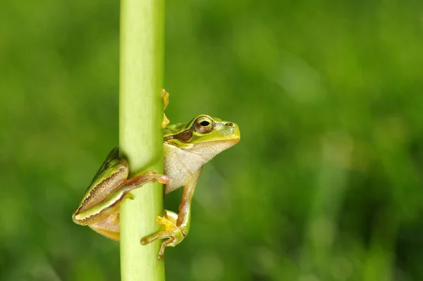 緑の木のカエル ヒラArborea ぼやけた自然背景を持つ芝生の上に座って — ストック写真