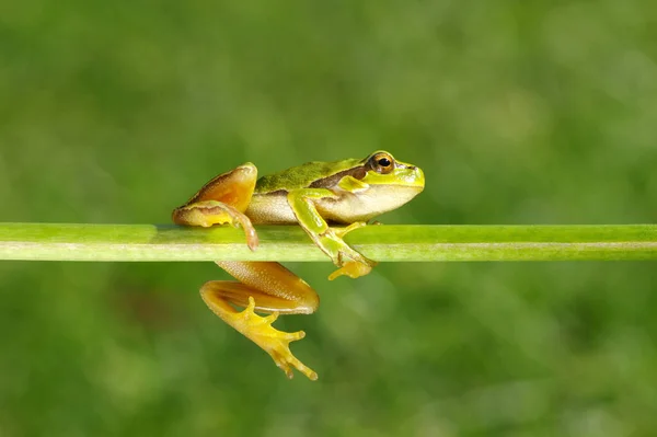 Green Tree Frog Hyla Arborea Sitting Grass Blurred Nature Background — Stock Photo, Image