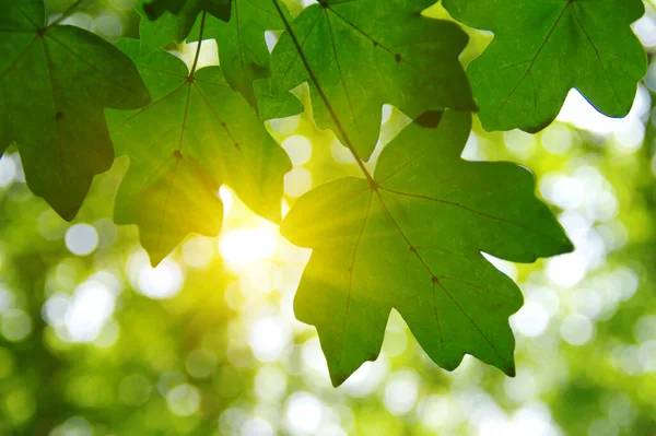 春の緑の葉と太陽 — ストック写真