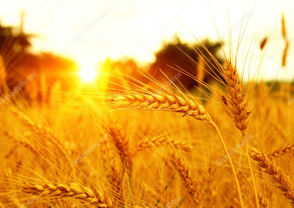 Wheat field on sun. Harvest and food concept