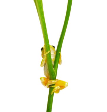 Ağaç Kurbağası beyaz arka planda yeşil bir bitkinin üzerinde oturuyor.