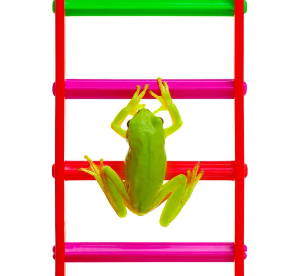 Πράσινος Βάτραχος Στη Σκάλα Του Παιχνιδιού — Φωτογραφία Αρχείου