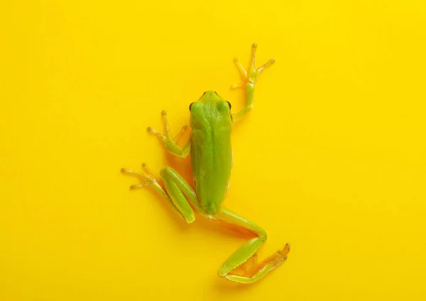 Zelená Strom Žába Izolované Oranžovém Pozadí — Stock fotografie