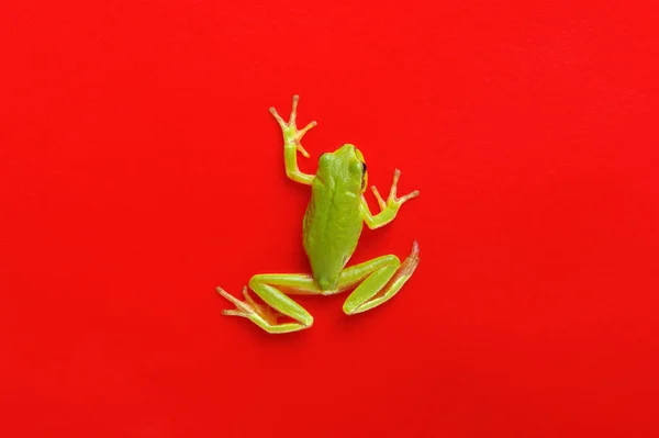 Zelená Strom Žába Izolované Červeném Pozadí — Stock fotografie