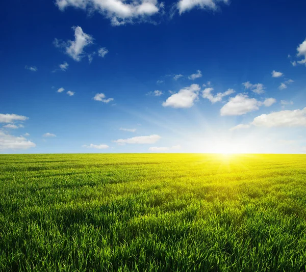 Grüne Wiese Blauer Himmel Und Sonne — Stockfoto