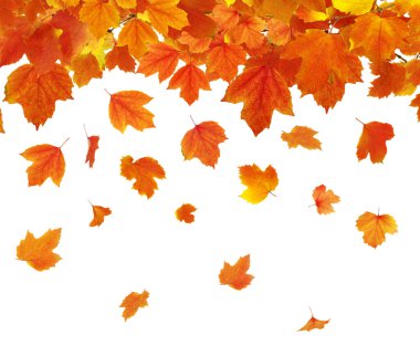  sonbahar yaprakları beyaz arkaplanda izole
