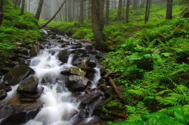 Woods ve ağaçta sis Nehri