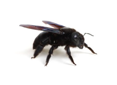 Bumblebee - Beyaz arkaplanda izole edilmiş Xylocopa ihlali