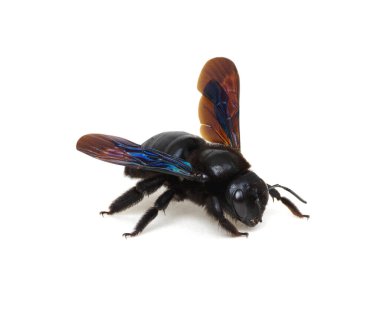 Beyaz arka planda siyah yaban arısı izole edilmiş.