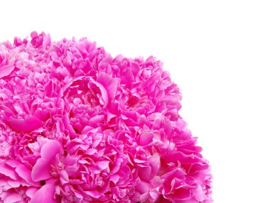 Pembe şakayık beyaz arkaplanda izole edilmiş