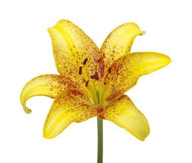 Beyaz arkaplanda sarı zambak