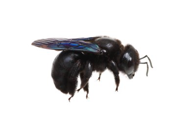Bumblebee - Beyaz arkaplanda izole edilmiş Xylocopa ihlali
