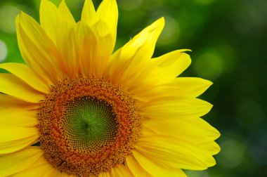 Yeşil arkaplanda ayçiçeğini kapat