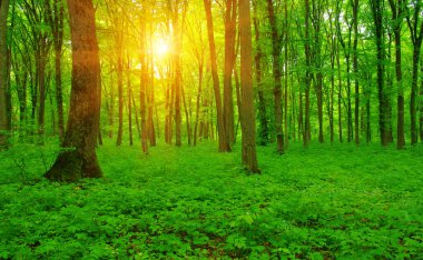 Yeşil bir ormanda güneş ışığı