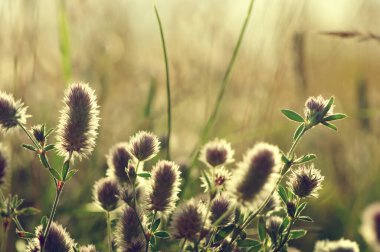 Çiçek açan yaz otları ve yeşil bitkiler