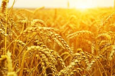 Güneşli buğday tarlası. Hasat ve gıda konsepti