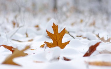 Karda sarı yapraklar. Sonbaharın sonu ve kışın başı. Bulanık doğa arkaplanı ve sığ nokta.