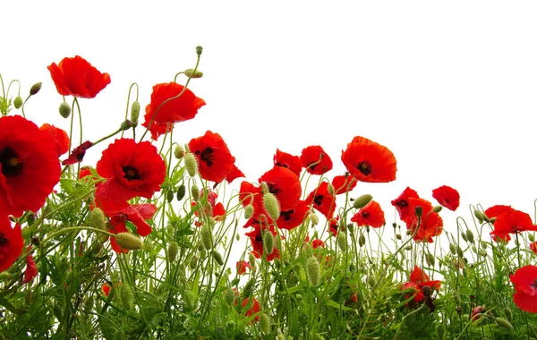 Red Poppies Isolated White — Stock Photo, Image