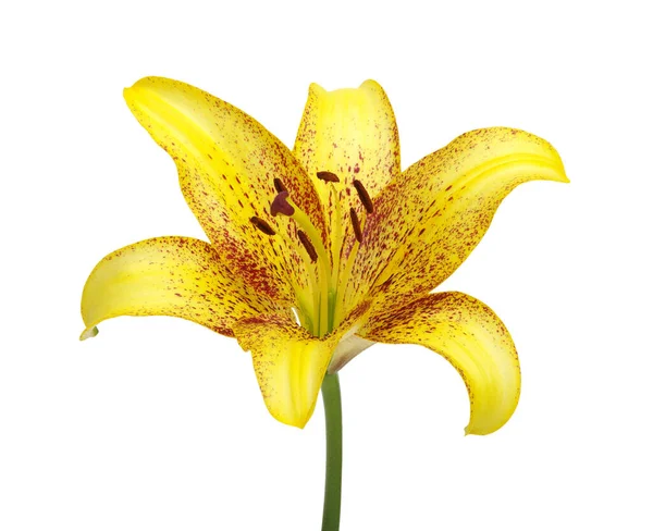 Yellow Lily White Background — Stock Photo, Image