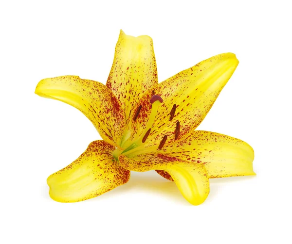 Yellow Lily White Background — Stock Photo, Image