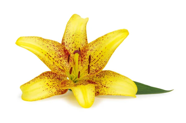 Flower Yellow Lily White Background — Stock Photo, Image