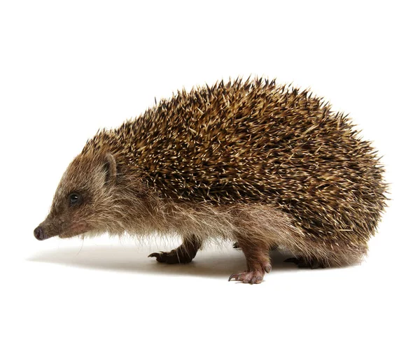 Igel Isoliert Auf Weißem Hintergrund — Stockfoto