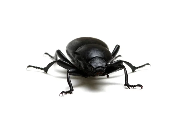 Black Beetle Isolated White — Stock Photo, Image