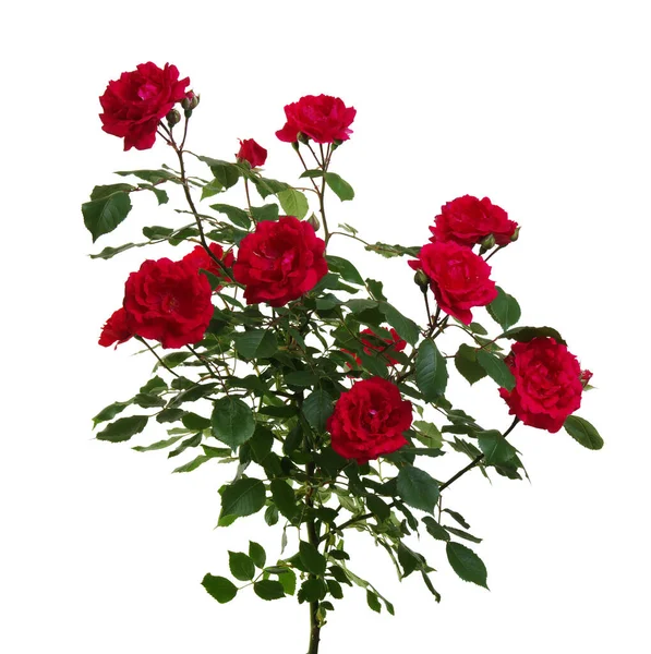 Rose Rosse Sfondo Bianco — Foto Stock